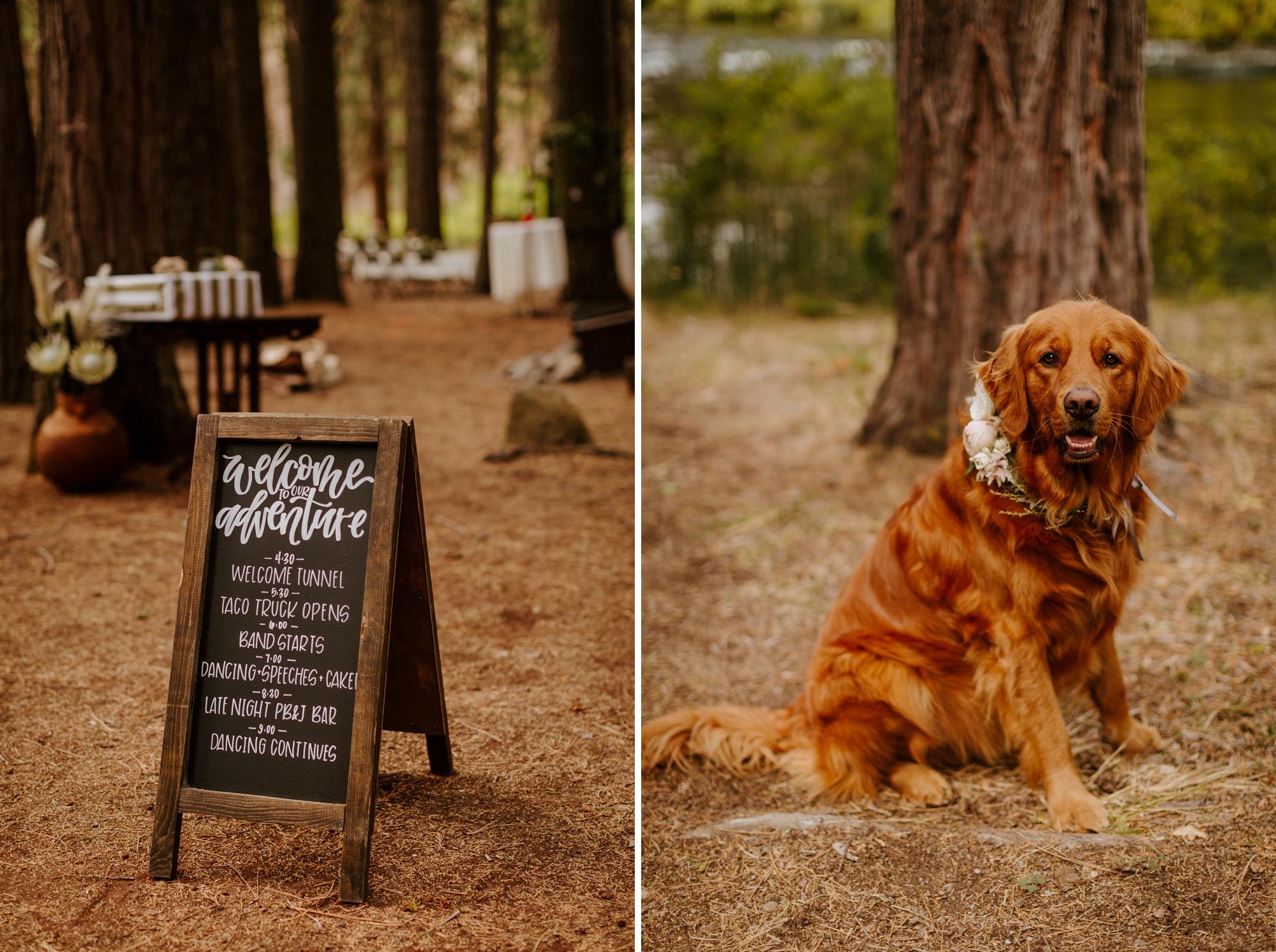 campground wedding central oregon bend outdoor adventure summer golden retriever dog