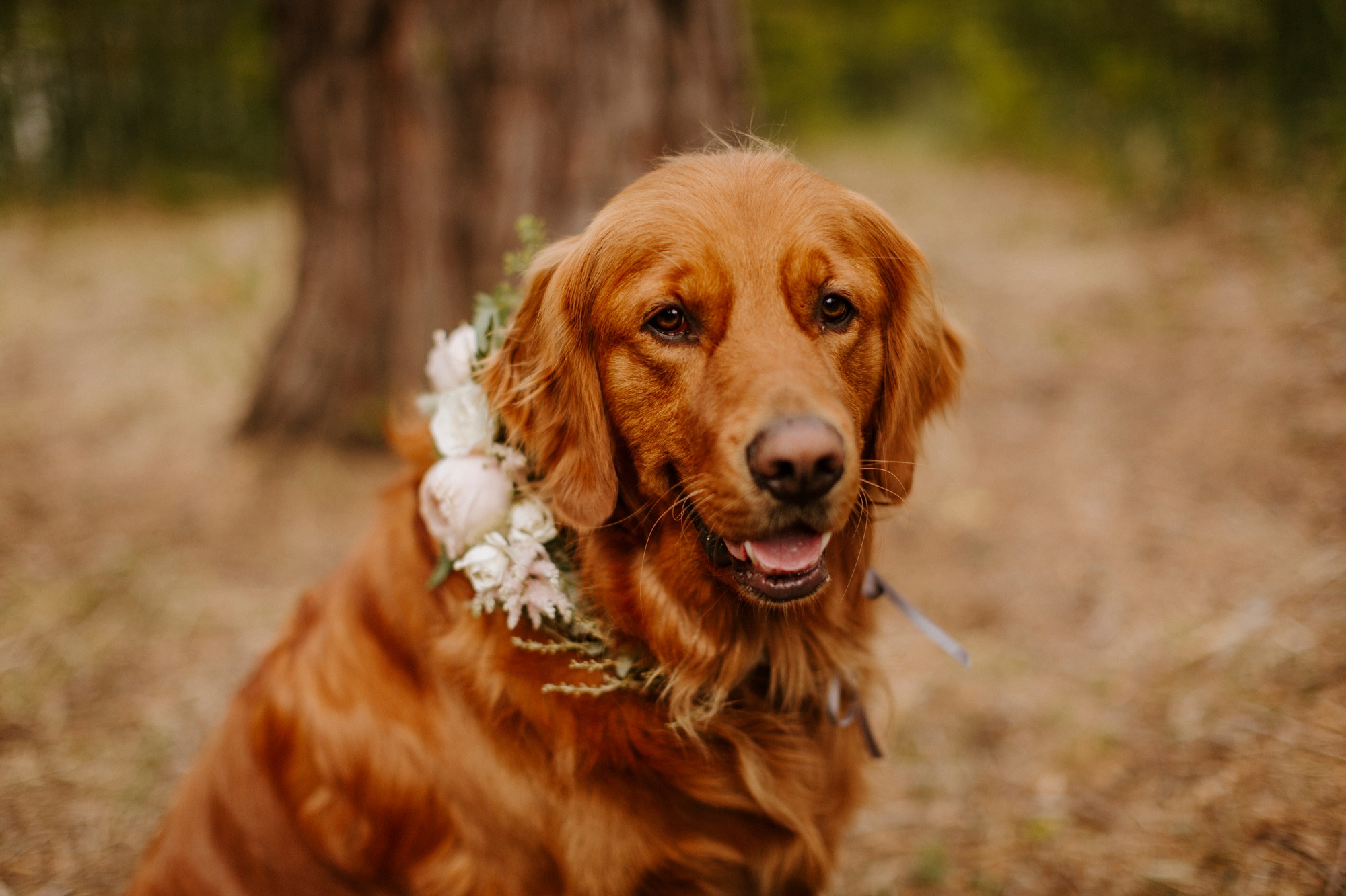 campground wedding central oregon bend outdoor adventure summer golden retriever dog